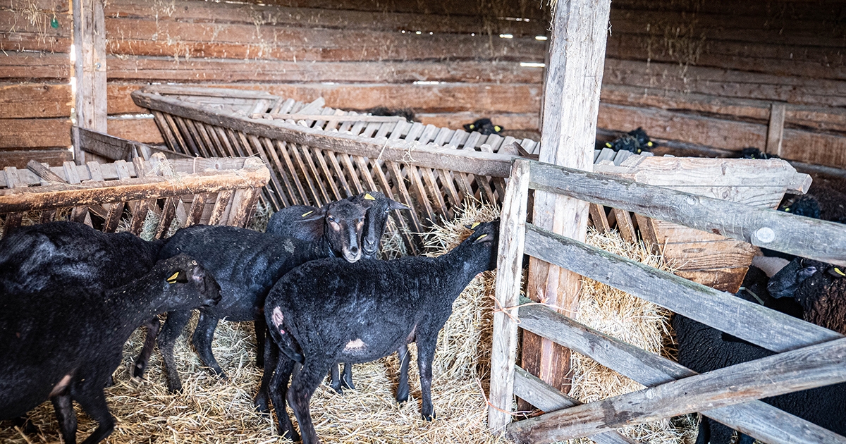Ahol a fekete bárányok nem lógnak ki a sorból