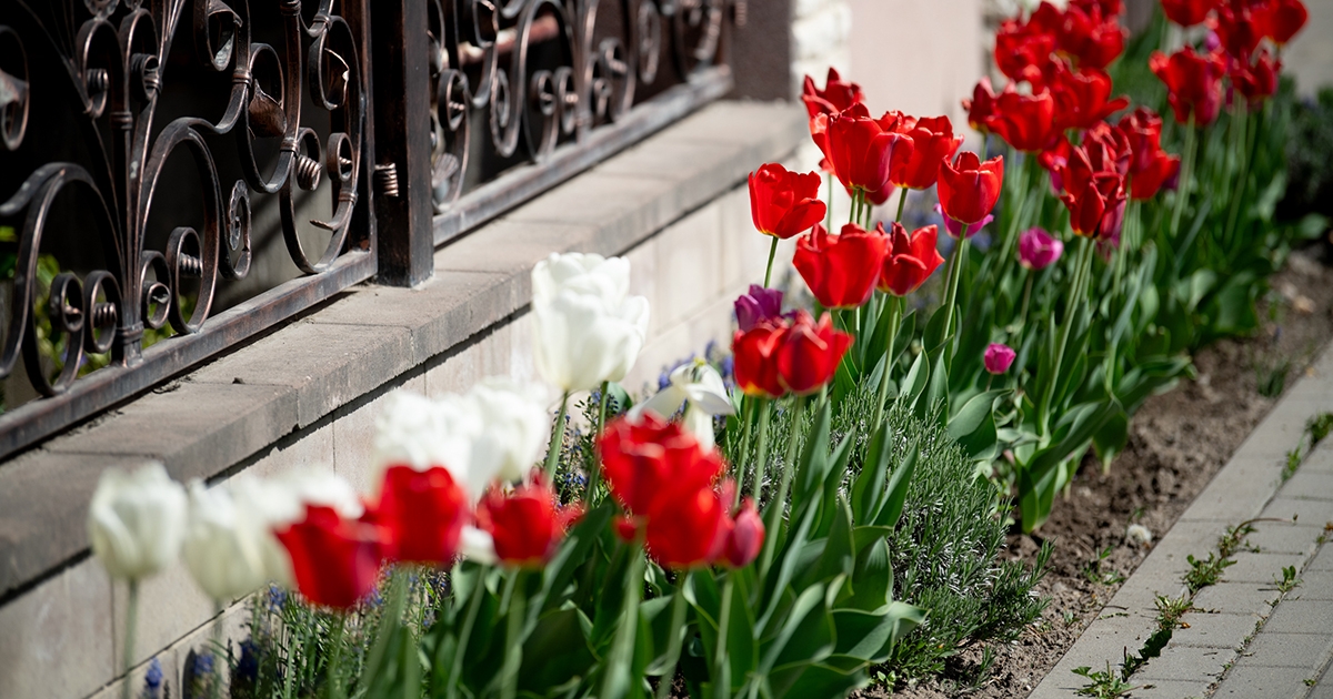 Fenyéd, a felvirágoztatott község