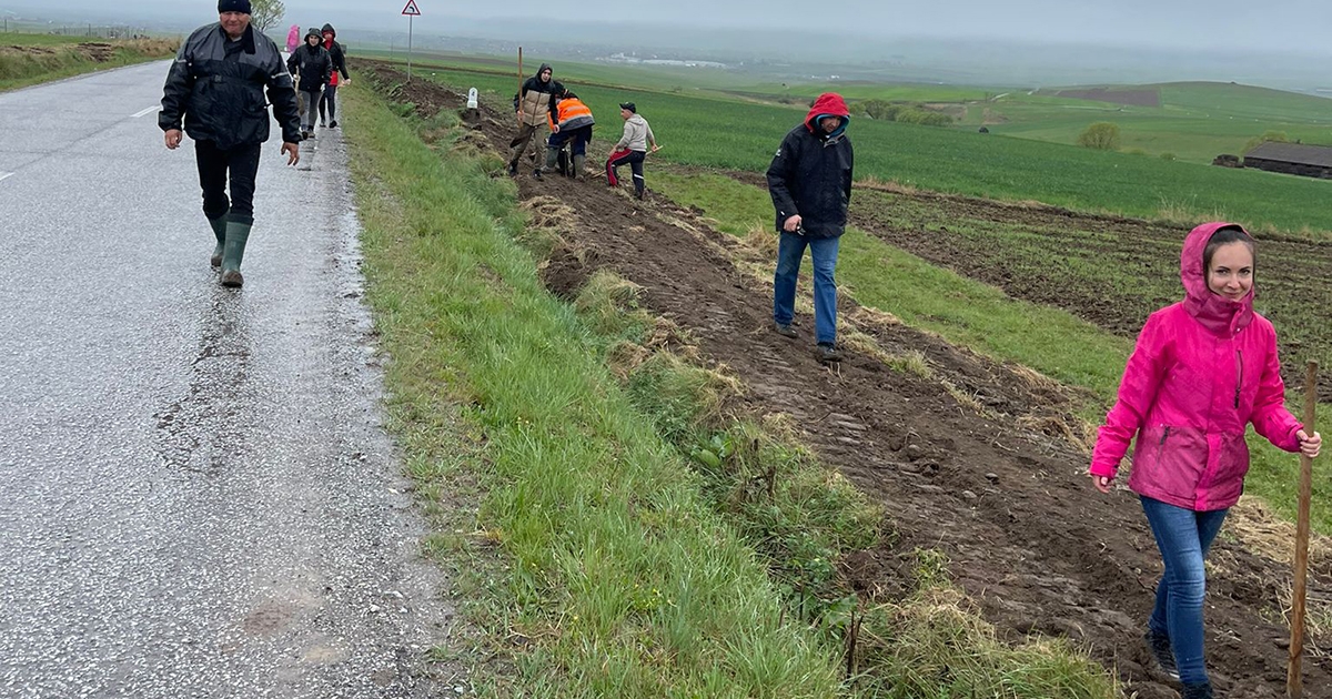 Gyümölcsfákat ültettek Gyergyóditró és Orotva között