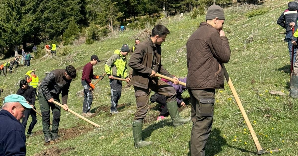 Csemetéket ültettek Csíkcsicsóban