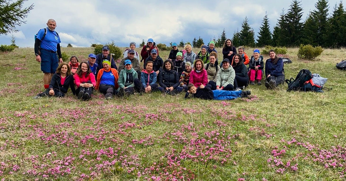 A Kőd-erdei cserevirágszőnyeg