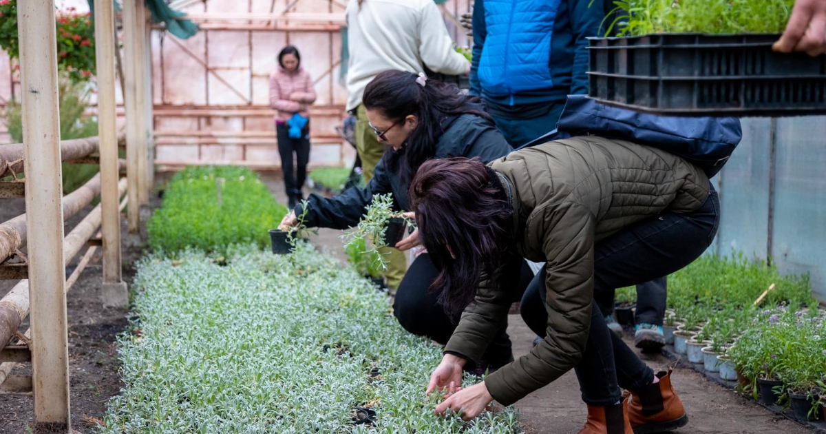 Egyre virágosabb hely lesz Csíkszereda a lakossági összefogás révén