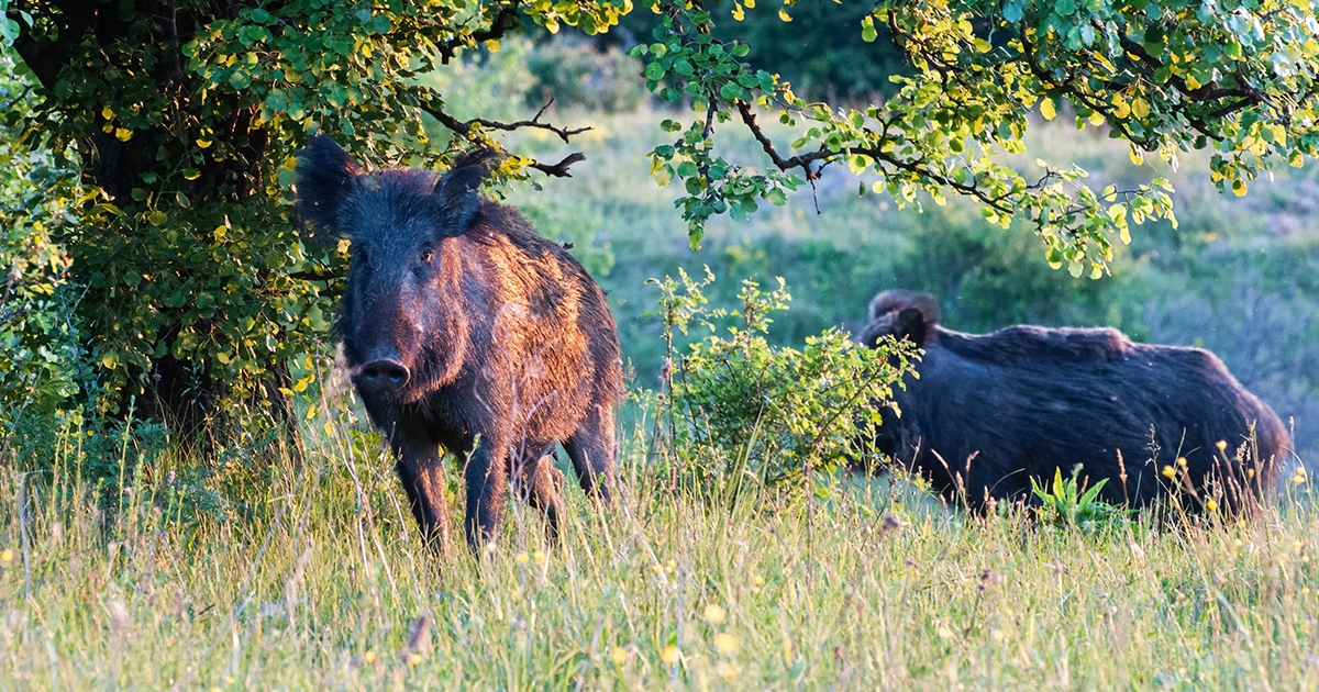 Áprilisi rügyfakadás