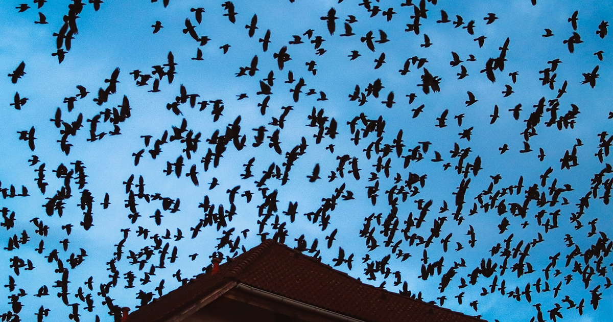 Károgó városi varjak