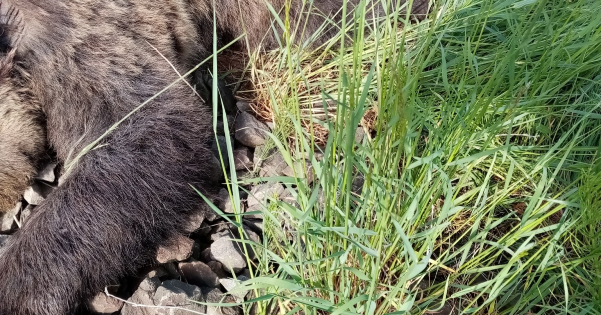 Egy anyamedvét és két bocsot gázolt el a vonat Kovászna megyében