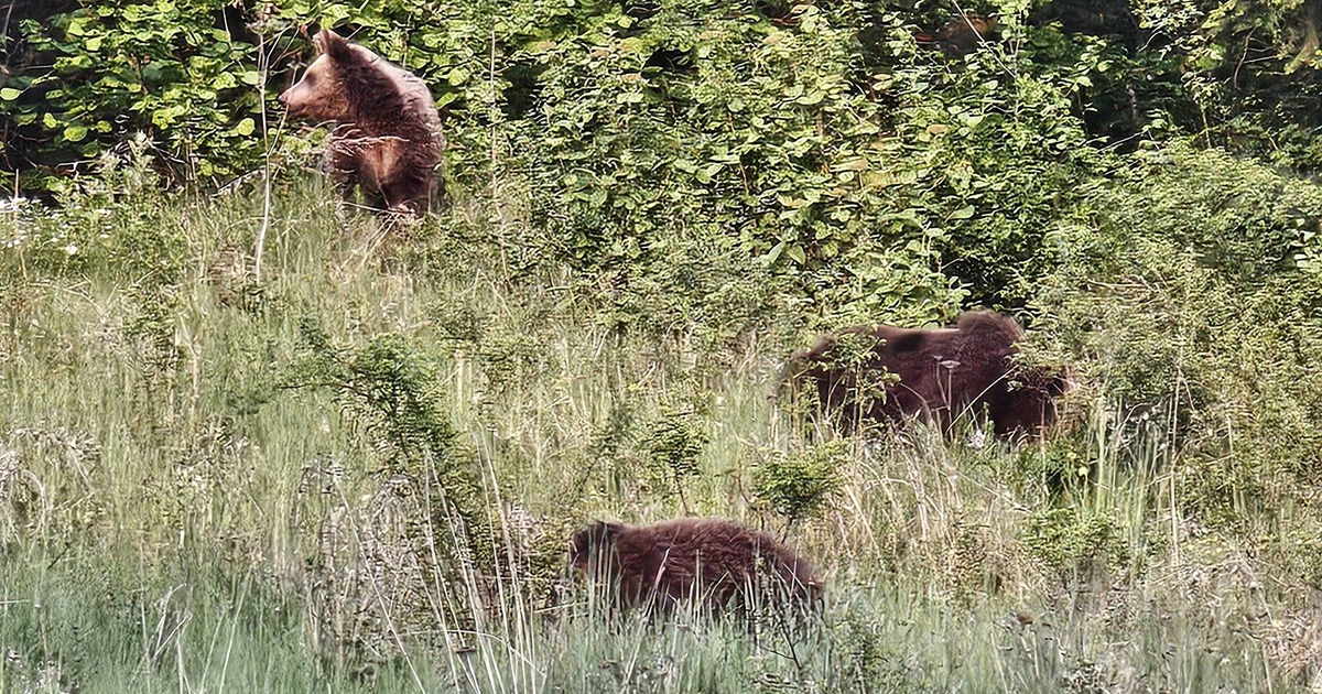 Kilőttek három medvét Csíksomlyón