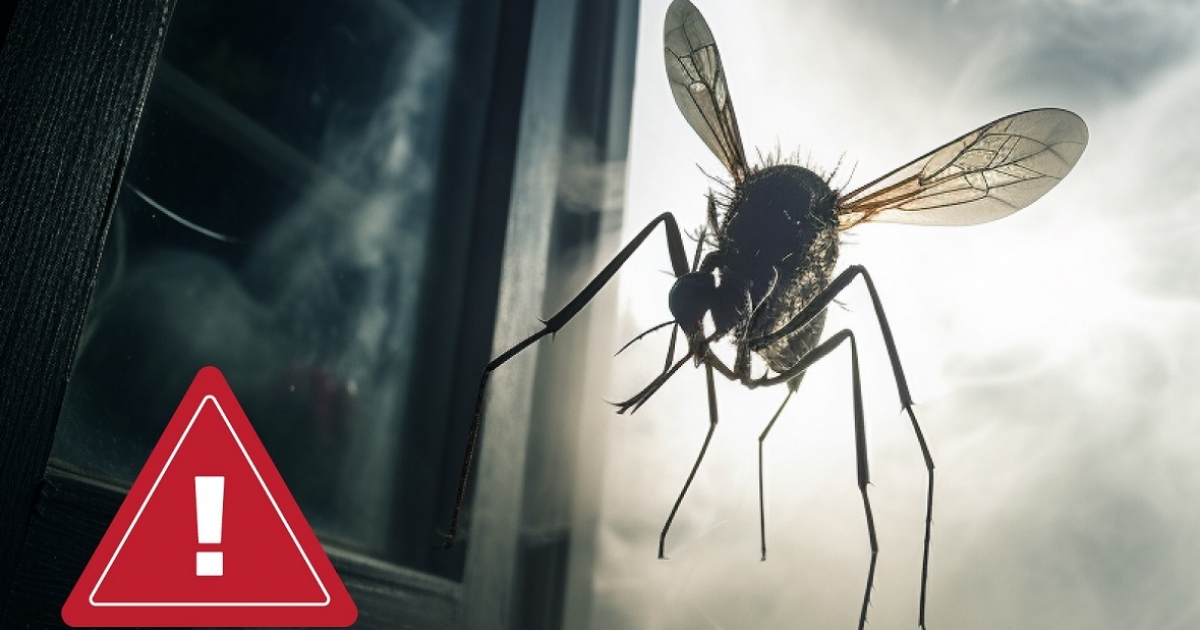 Rovarirtást végez péntek este a megyeszékhely önkormányzata