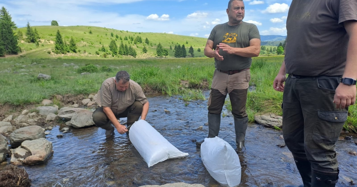 Folytatták a sebespisztráng-telepítést a Szilos-patak hegyvidéki szakaszánál