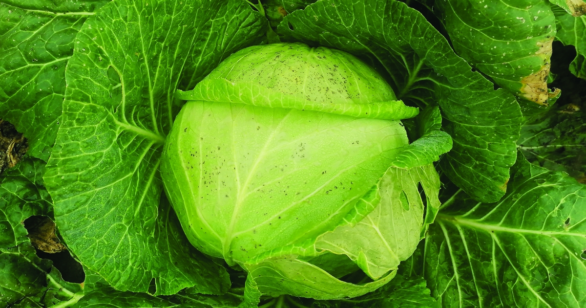 Tízéves a Szárhegyi Káposzta