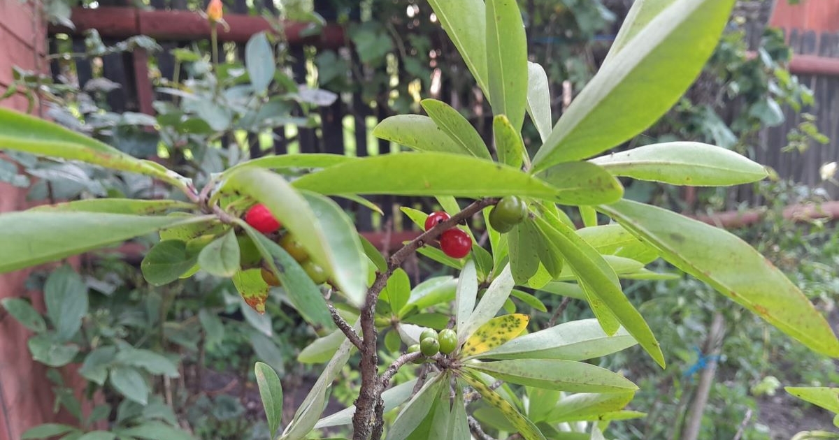 Elbűvölők és mérgezők