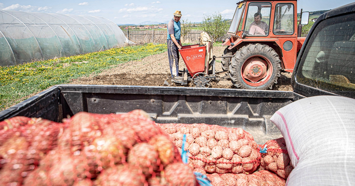 Jelentősen visszaesett a burgonyaföldek területe Hargita megyében
