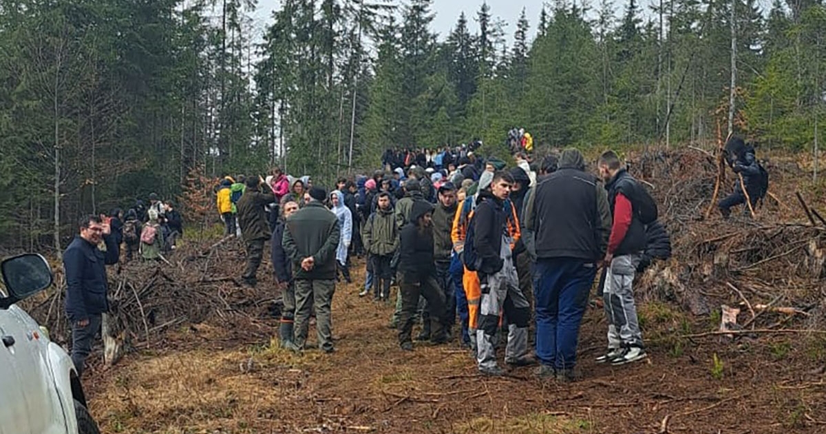 Több ezer facsemetét ültetnek