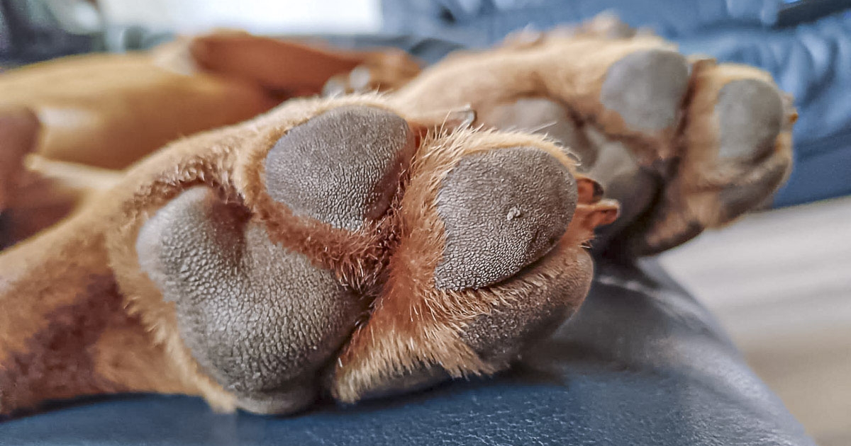 Méreg a kutyafuttatóban?