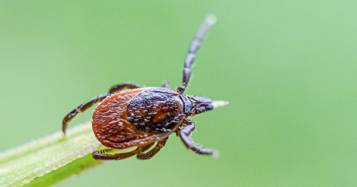 Csíkszereda: egy hónap alatt mintegy 200 személy fordult kullancscsípés miatt a kórházhoz