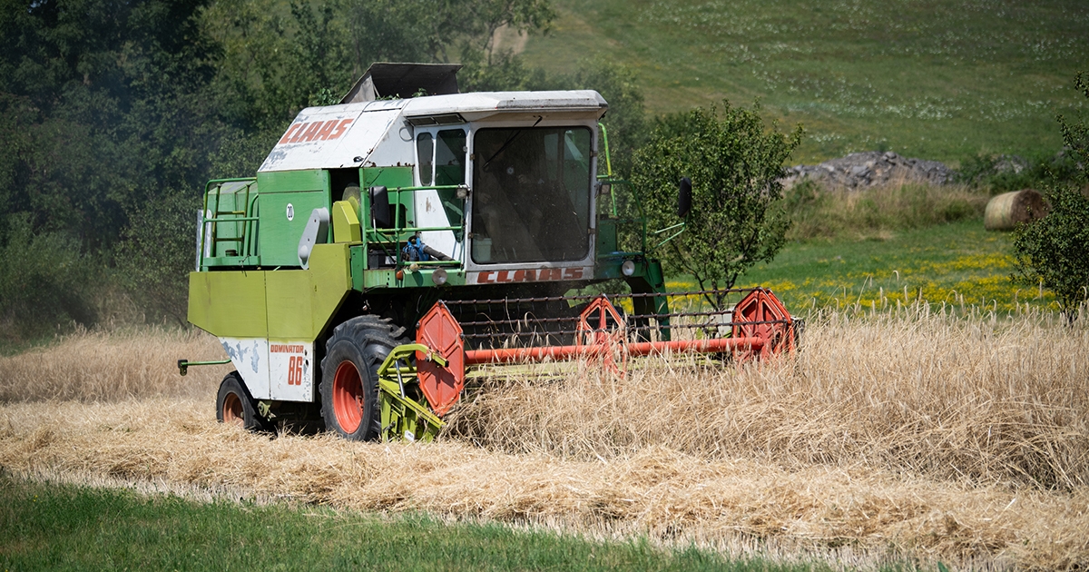 Egy hónap múlva kezdődhet az aratás