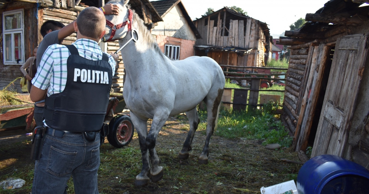 Huszonkilenc bírságot rótt ki Kászonaltízen a rendőrség állatvédő osztálya