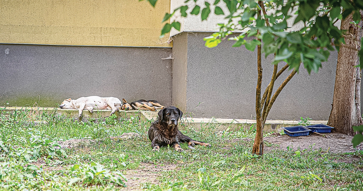 Támadó kóbor ebek