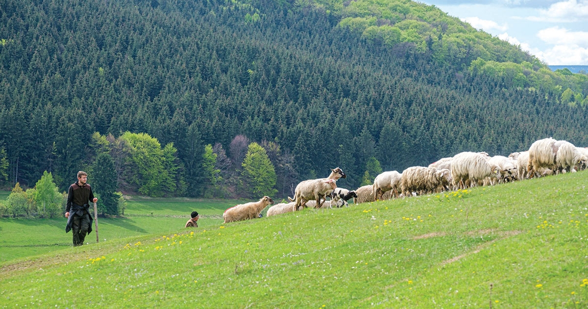 200 ezer juhot és 150 ezer kecskét tartanak nyilván a megyében, ebből alig ötezerre kértek támogatást
