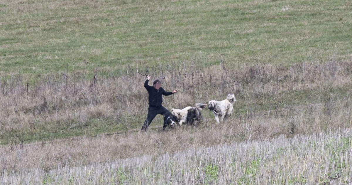 Két kangált fogtak be Csíkszeredában