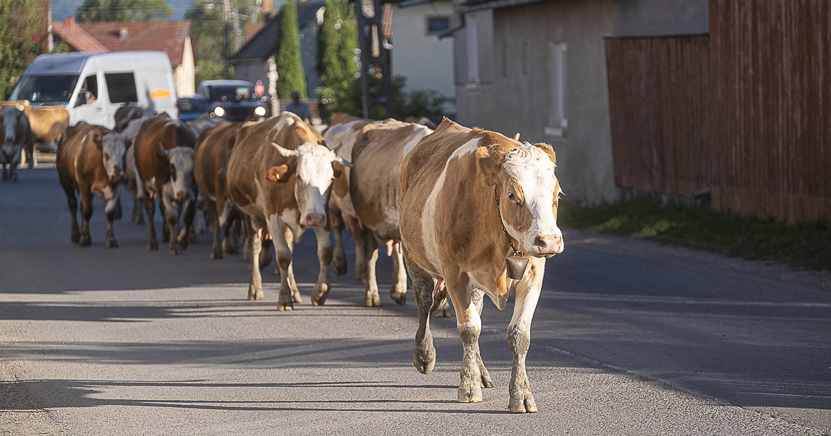 Zajlik a szűrővizsgálat