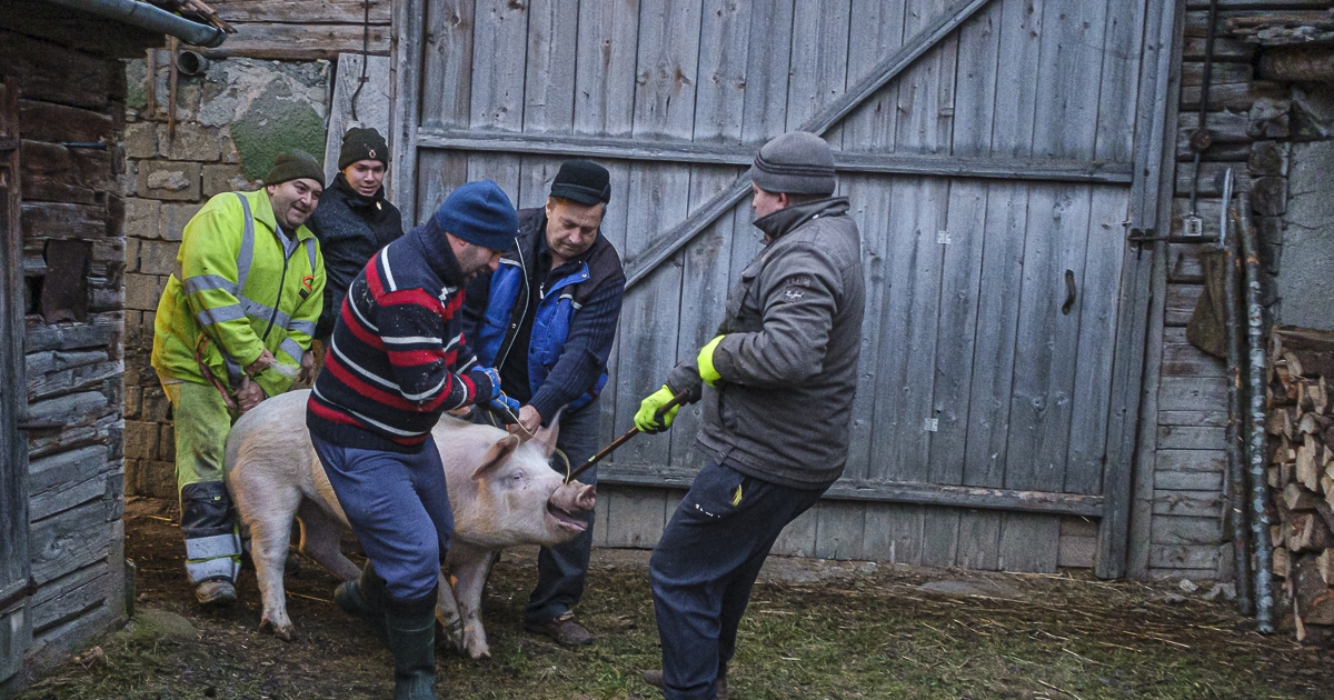 Őrzi a hagyományokat és keresi a megújulás útját is a Hargita megyei sertéságazat