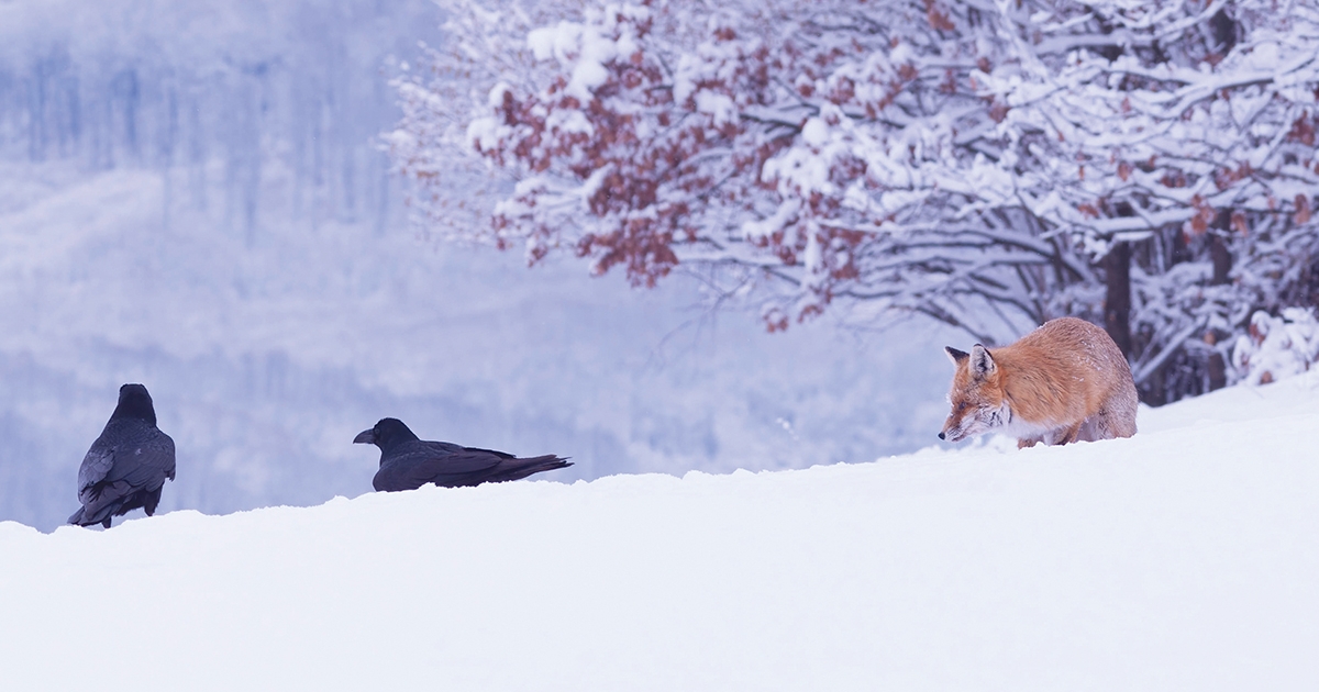 Békés csend honol a decemberi erdőben