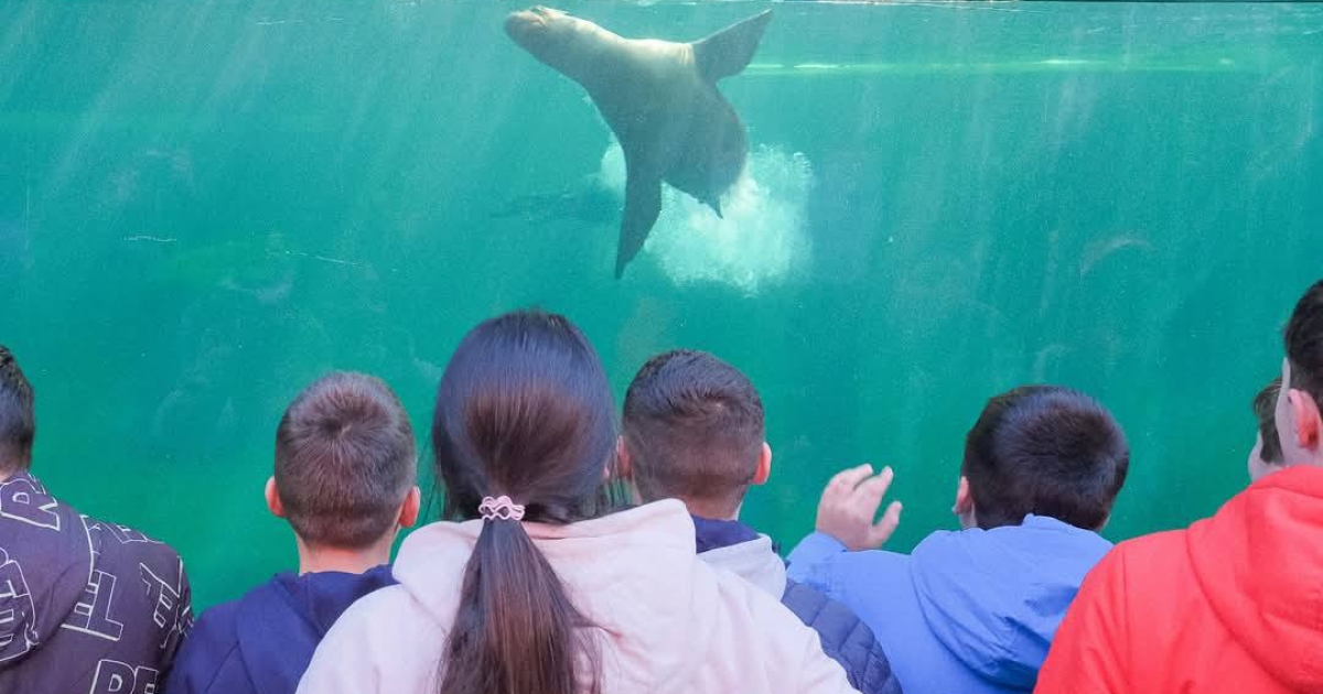 Oroszlánfókák, fókák és Humboldt-pingvinek érkeztek a brassói állatkertbe