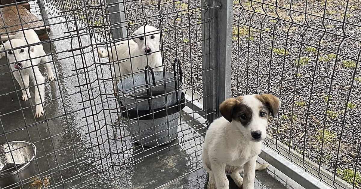 Befogják a kóbor kutyákat