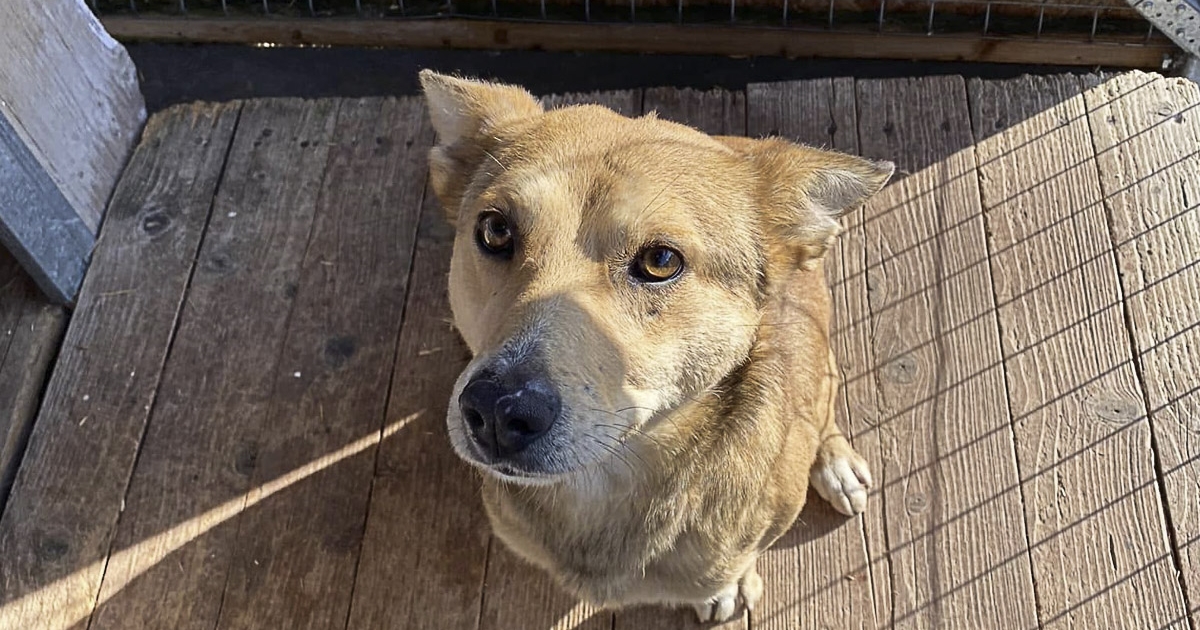 Laborban növesztett hússal készült kutyatáp került forgalomba Nagy-Britanniában