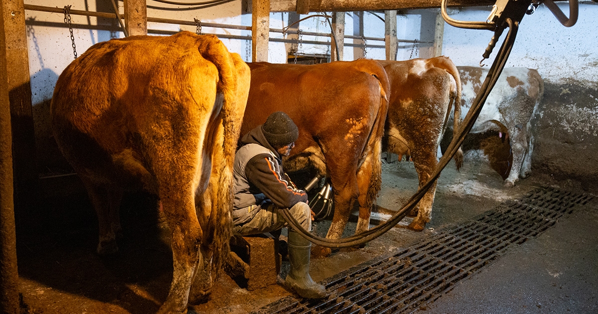 Jobb lett a székelyföldi tej minősége, de az ára nem