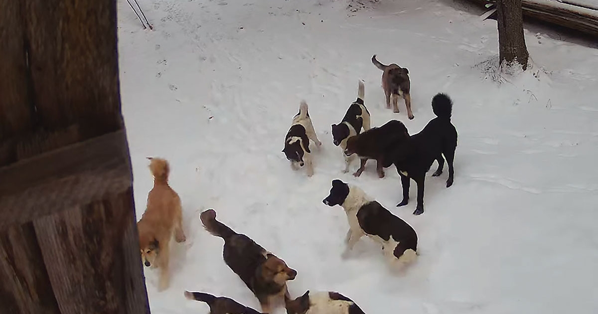 Ebsorsra jut a büdzsé, ha minden kutyát befognak