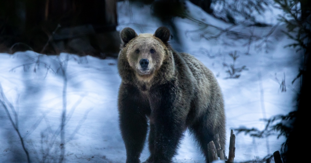 Petárdákkal űztek el egy hárombocsos anyamedvét a csíkszeredai 61-es hegyivadászdandár területéről