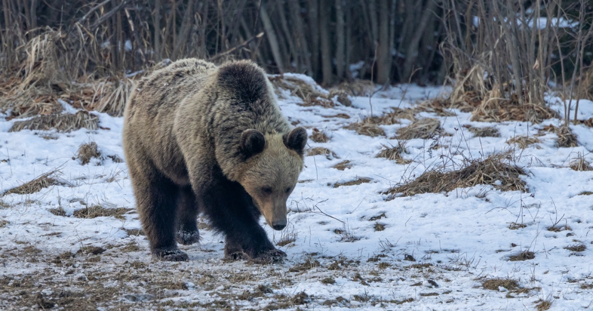 Beigazolódott, amire az RMDSZ egy évtizede figyelmeztet: tízezer fölött a medvék száma