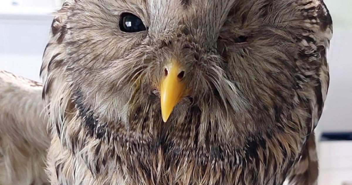 Egy sérült uráli baglyot vettek gondjaikba Hargita megyei környezetőrök