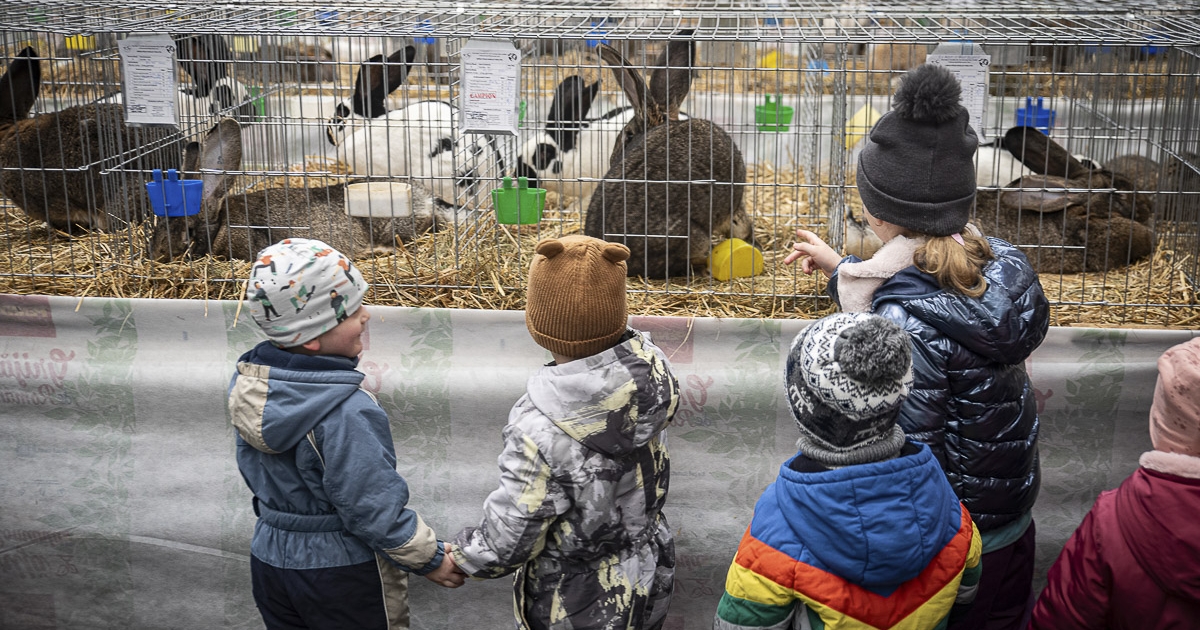 Kisállatoktól hangos aréna