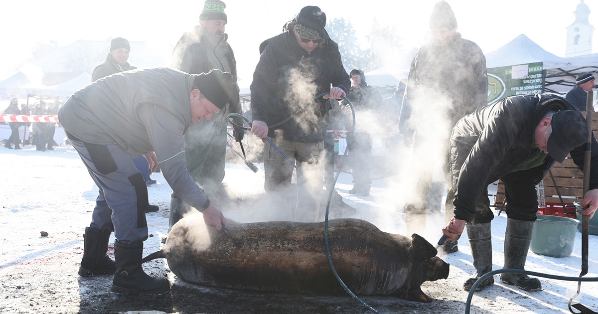 Melegen ajánljuk bevizsgáltatni a sertés húsát!