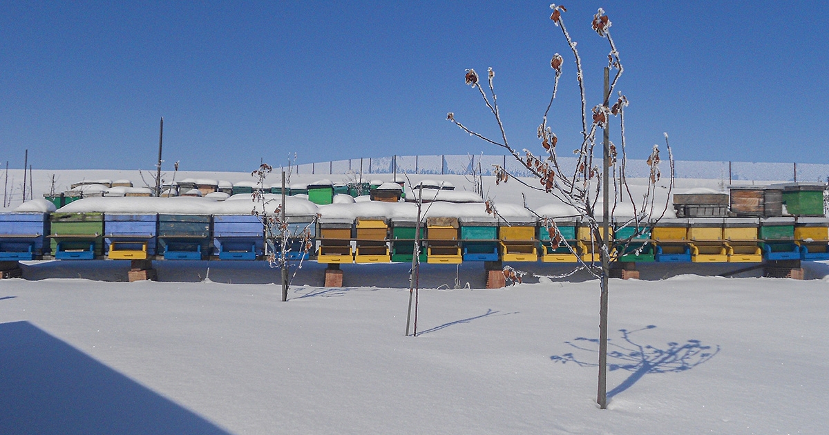 Meg lehet élni a méhészetből