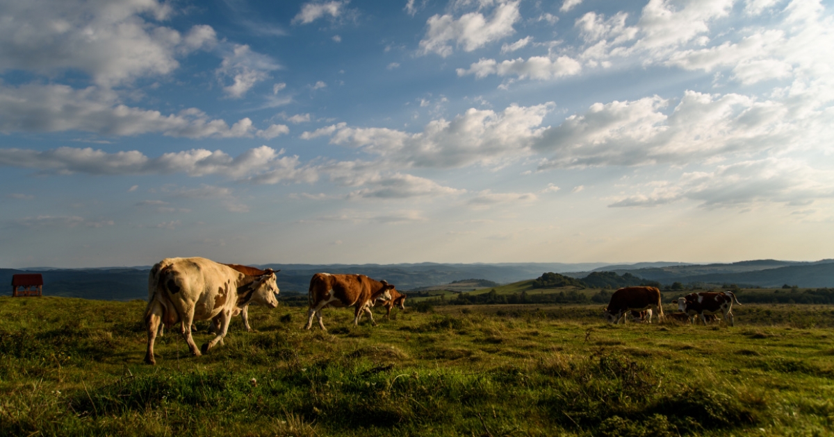 RMDSZ: biztosítottuk, hogy a gazdák a lehető legkönnyebben hozzáférjenek a legelők után járó területalapú támogatásokhoz