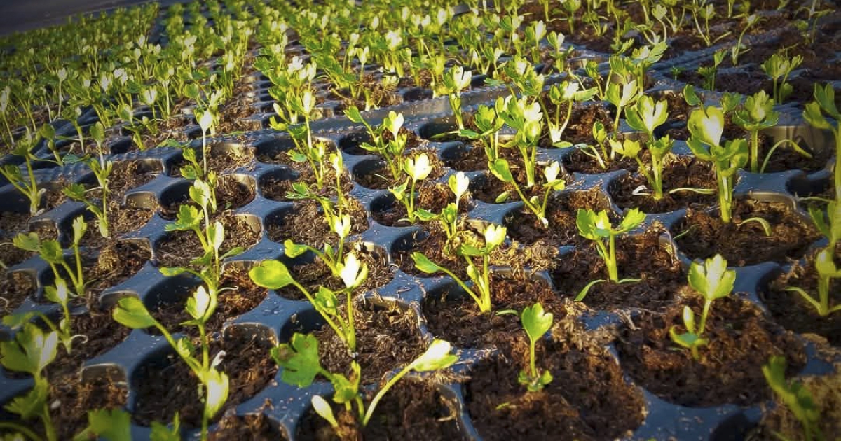 A komposztsterilizálástól az életerős növényig