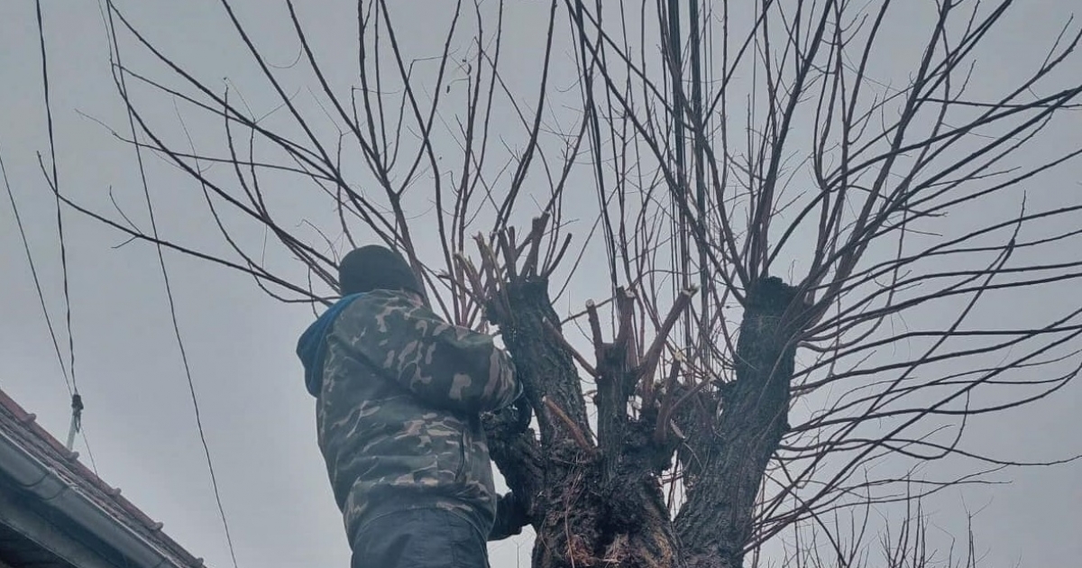 Eljött a tavaszi metszések ideje, levágják a veszélyes faágakat Csíkszeredában