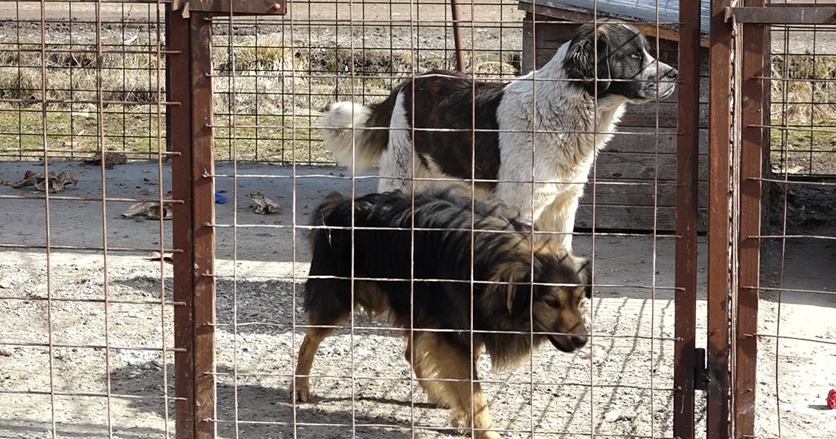 Póráz, lasszó, bódító