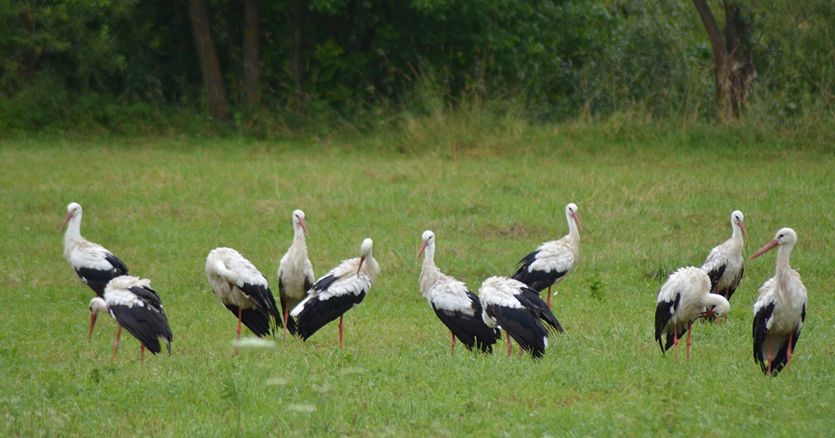 Érkeznek a gólyák