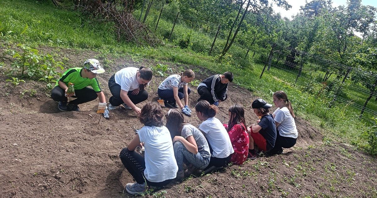 Egyre több diákot érdekel a Kiskertész program