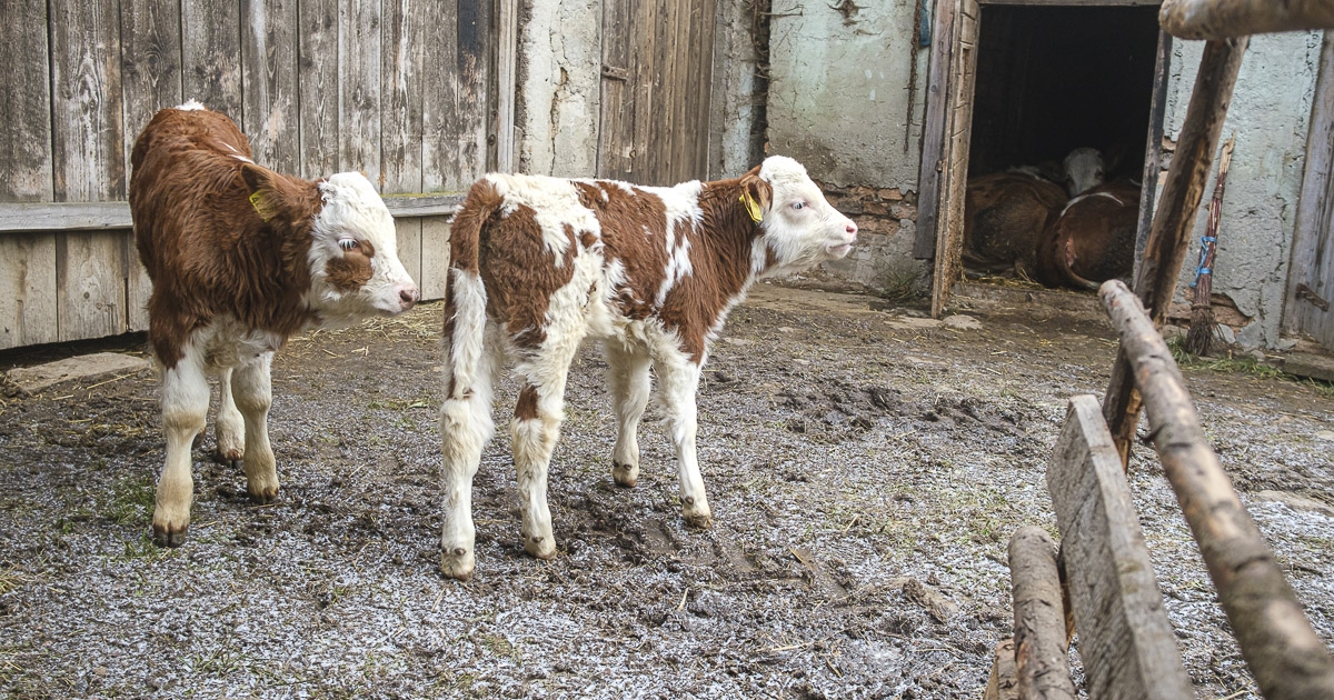 Megyénkben nőtt a szarvasmarha-állomány