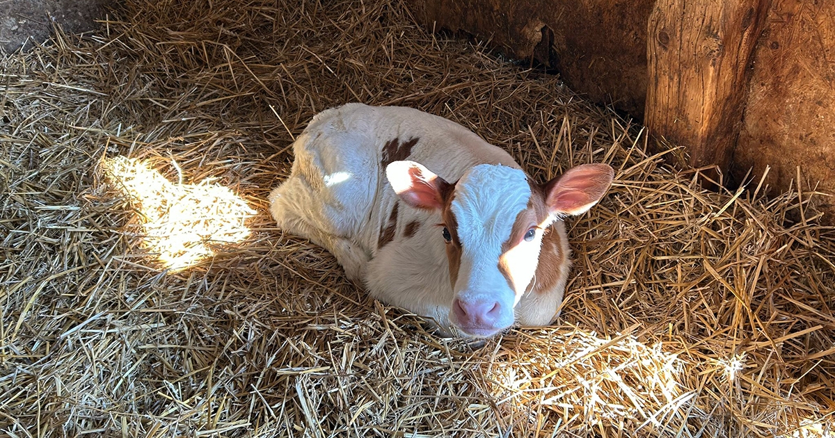 PD-28 Ökotámogatási rendszer