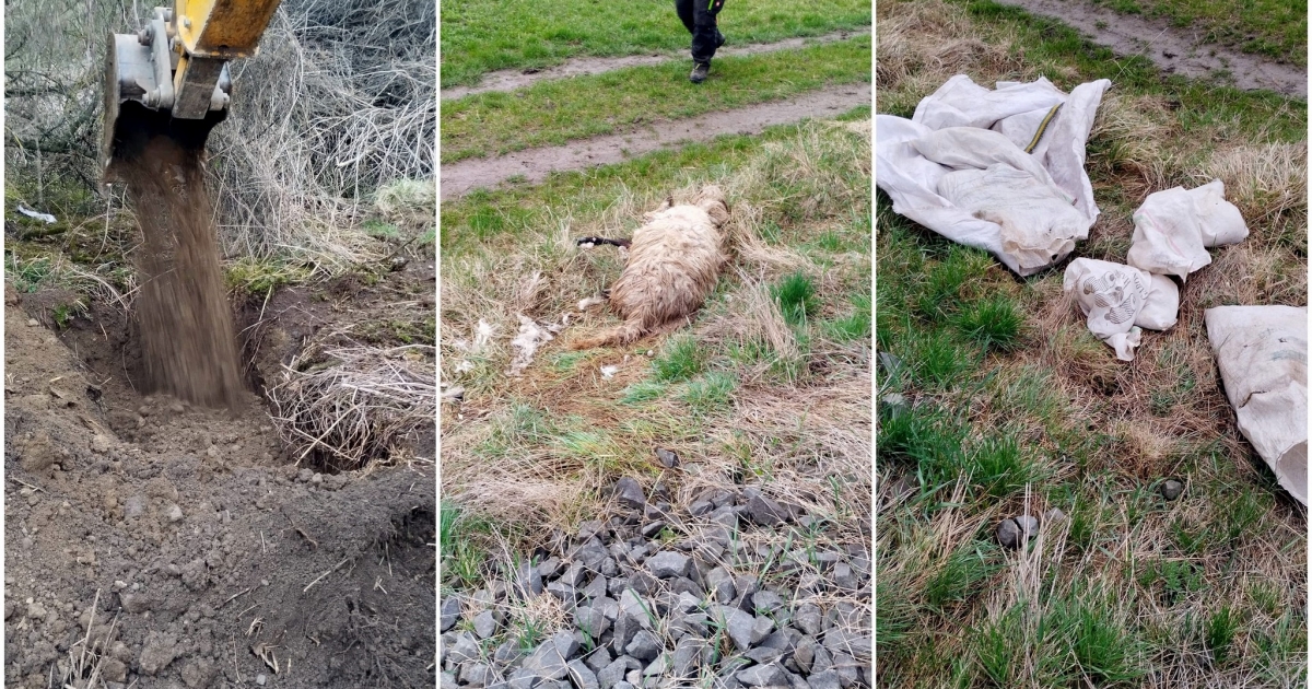 Ismeretlen tettesek  elhullott állatokat dobtak ki Bikafalvánál