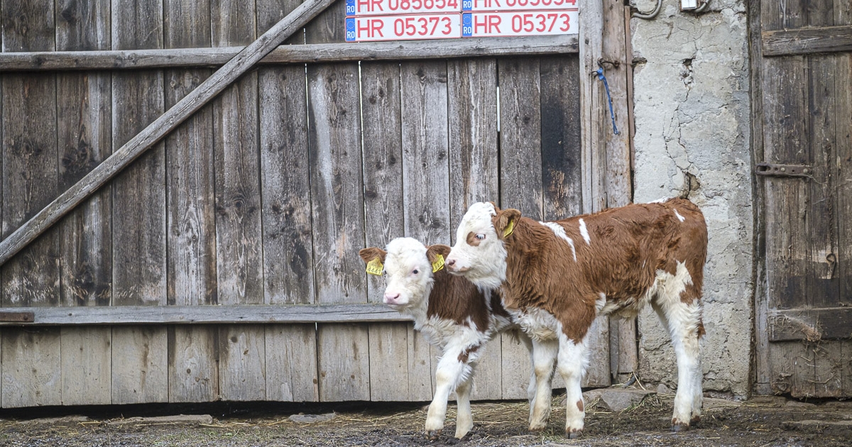 Sürgősségi terv készítését kérik a farmoktól
