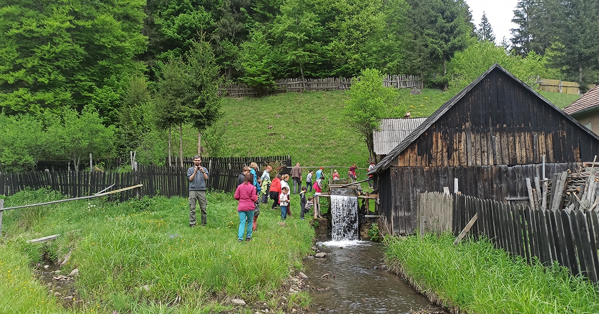 Kisbarangolók és a kétszáz éves vizimajom