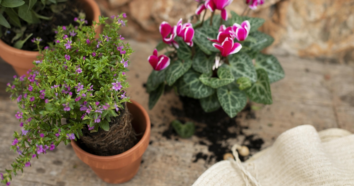 Adunk néhány kertészeti tippet a terasza és kertje díszítéséhez tavasszal