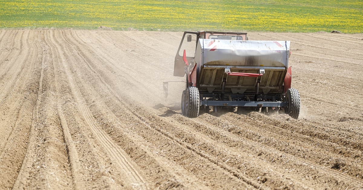 Burgonyatermesztés Hargita megyében: a kilátások nem teljesen reménytelenek